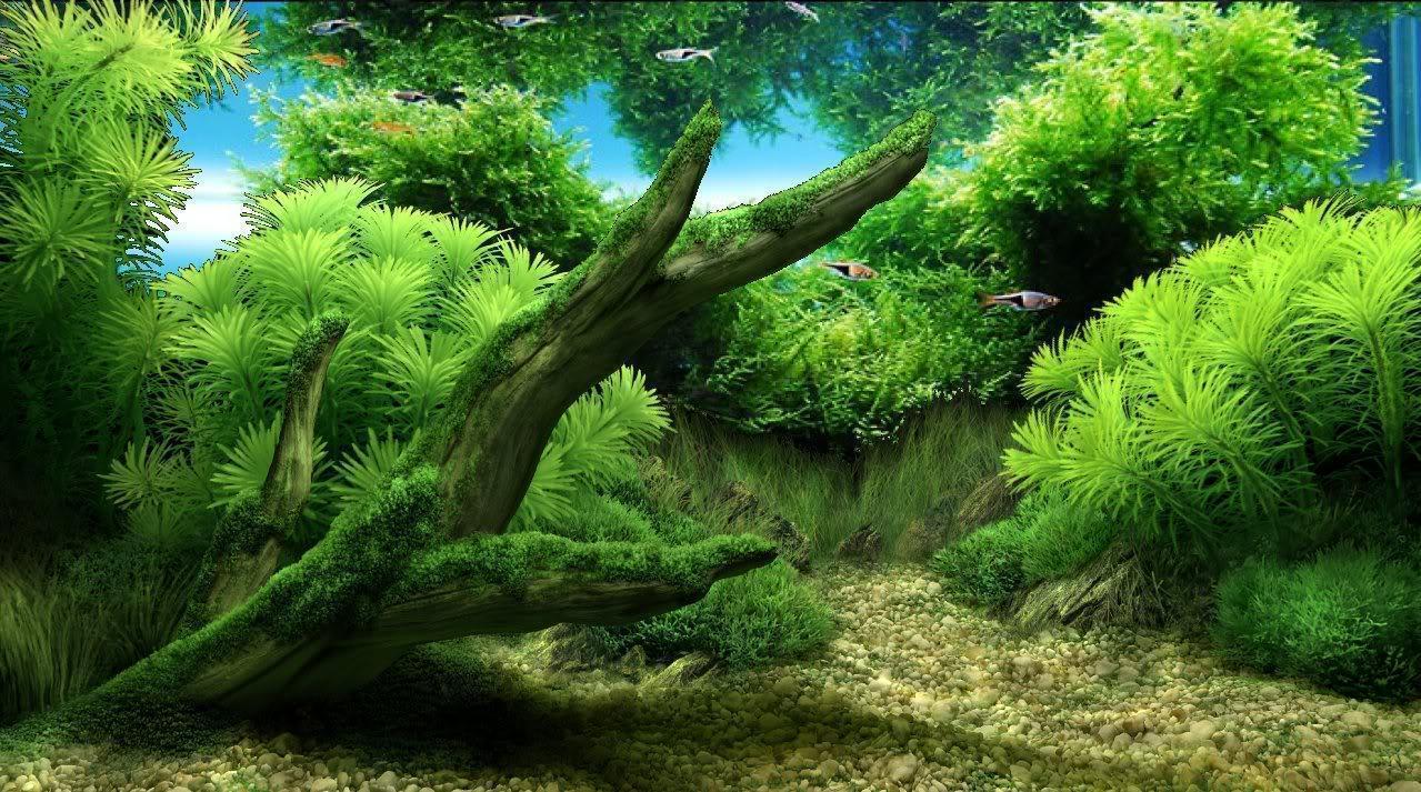 A planted aquarium